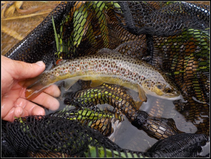 Du bo monde a table 2