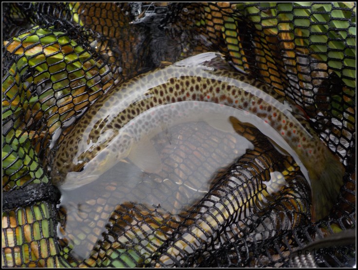 Du bo monde a table1