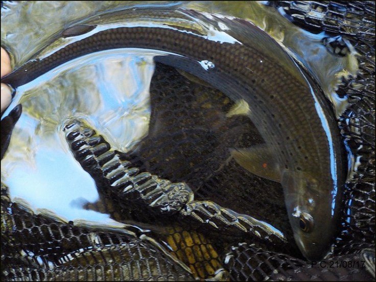 OAA44444444444444444444441POUR W