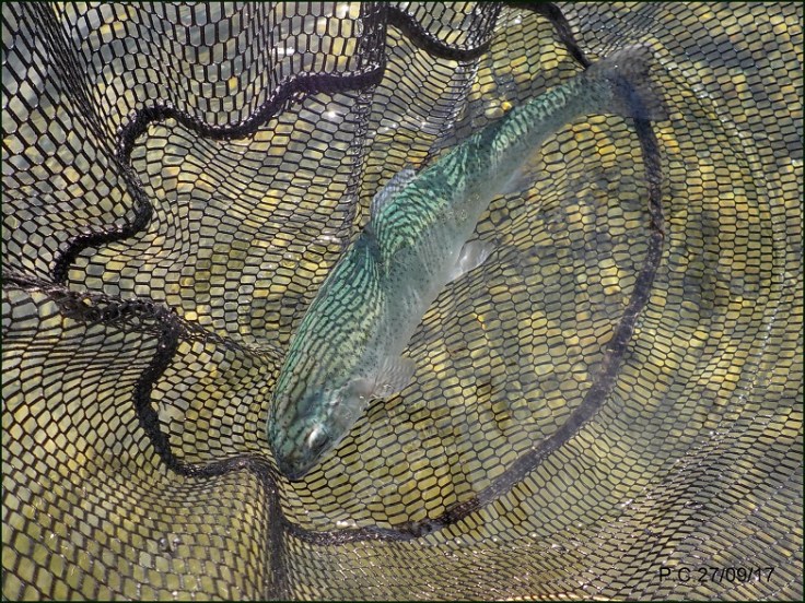 OOOAAAAAAAAAAAAAAAAAAARWWWWWWWWWWWWWWWWWWWWAAAAAAAAAAAAAAAAAA