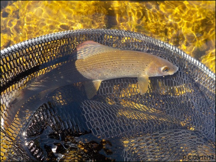 LANSERV A2WWWWWWWWWWWWWWWWWW222222222222222222222