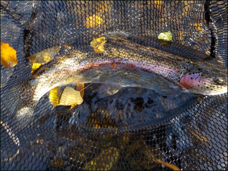 AEC REILHAC 1 WWWWWWWWWWWW