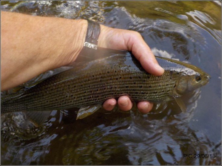 OA23333333333333333W3