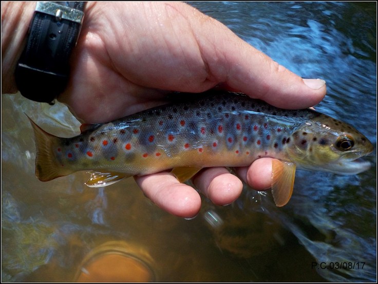 A3W333333333333333333333333333333333