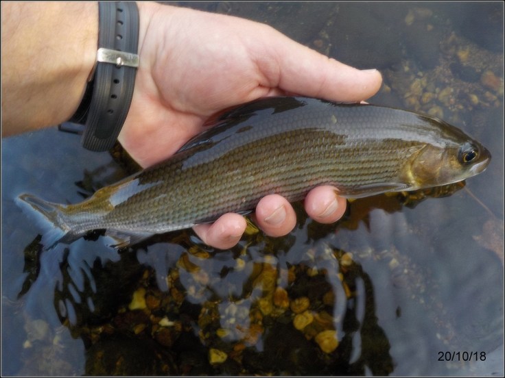 LLLLLLLLLLLLLLLLLLLLLLL1W1