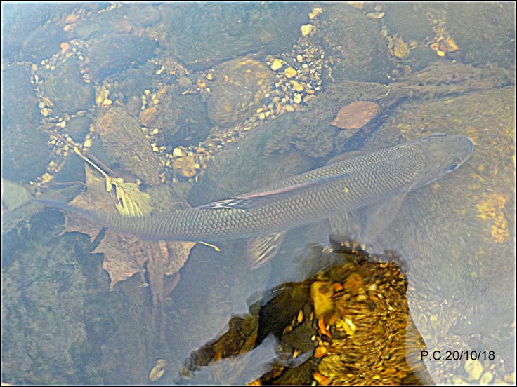 LLLLLLLLLLLLLLLLLLLLLLL3W3