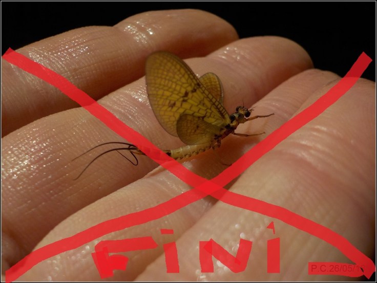 PTI BROC 5w5 - Copie FIN